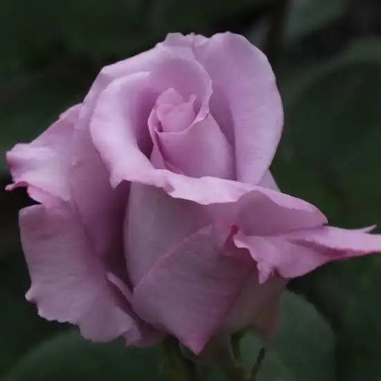 Rosa Blue Monday® - violet - trandafir teahibrid